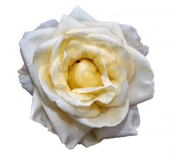 White rose isolated on a white background