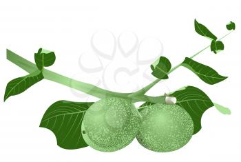 Illustration of a branch of green walnuts on a white background