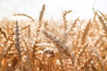 Black and white ear of wheat in a field