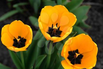 Three yellow tulips in soft focus in the blurry background