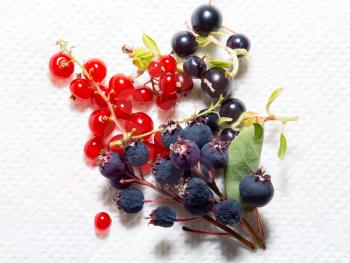 Black and red currant berries on a white background