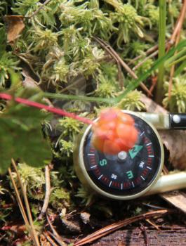 Cloudberry is growing in the swamp. Harvest in the forest