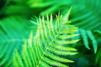 Fern in the forest. Fresh green fern leaves. Shallow depth of field. Selective focus.
