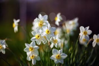 Flowering daffodils at springtime. Blooming narcissus. Spring flowers. Shallow depth of field. Selective focus.