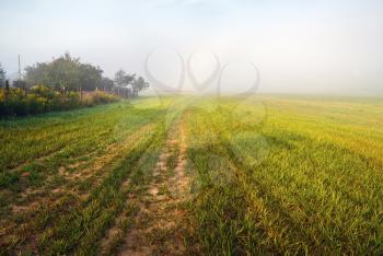 Foggy field at morning. Rural landscape with bright green grass and fog.