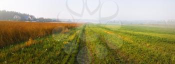 Foggy field at morning. Rural landscape with green grass and fog. Panoramic shot.