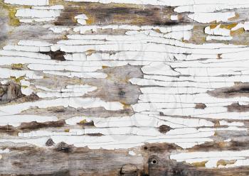 Abstract grunge background. Old weathered wood texture with peeling white paint. Vintage style photo.