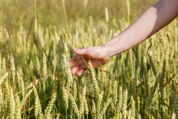 Woman's hand gently takes the ears of grain cereals. Shallow depth of field. Selective focus.