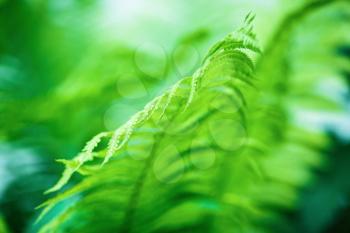Blurred image of a bright green fern as a background. Shallow depth of field. Selective focus.