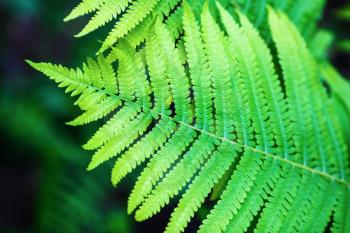 Bright green leaf of fern. Shallow depth of field. Selective focus.