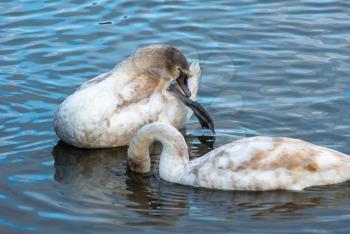 Two young swans swimming and preening its feathers in a pond