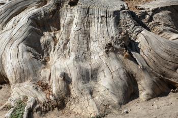 Close-up of a big old  dry tree stump.