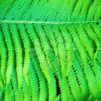 Bright green fern leaves as a background.