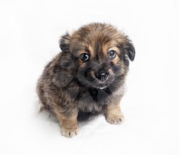 Adorable little puppy dog with sad eyes against a white sheet background. Selective focus.