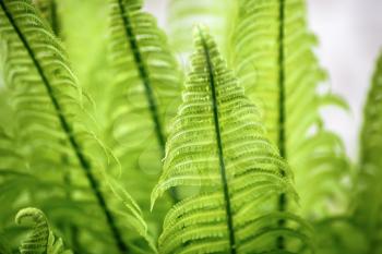 Wild bright green fern. Shallow depth of field.