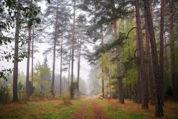 Pine forest and dirt road in rainy weather. Autumn forest landscape. Cloudy autumn day.
