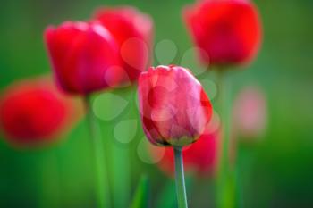 Bright red tulip flowers on green table background. Soft focus effect. Shallow depth of field. Selective focus.