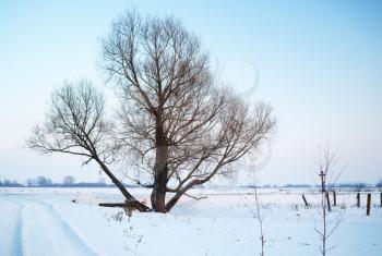 Tree in the snow. Beautiful winter landscape. Winter in the countryside.