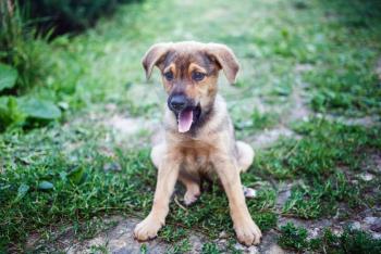 Puppy with its tongue hanging out. Dog sitting on the grass. Shallow depth of field. Selective focus.