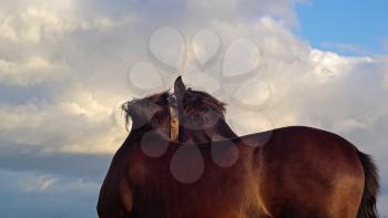 Portrait of a brown horse against the sky background.