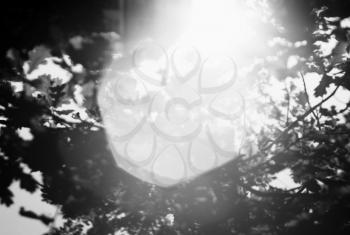 Horizontal black and white sun flare in trees bokeh background backdrop