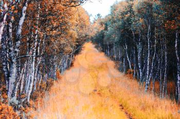 Forest autumn path landscape background hd