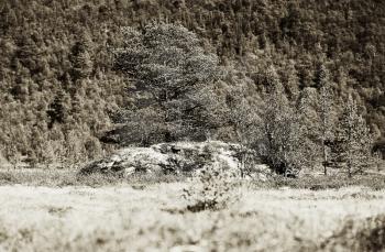 Norway tree on rock stone sepia background hd
