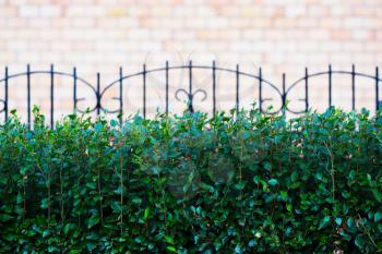Church fence with bushes city background hd