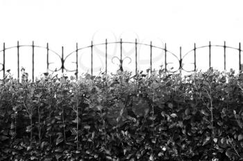 Church fence with bushes city background hd