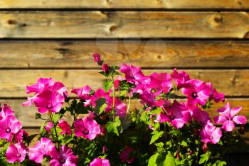Pink flowers in garden wooden background hd