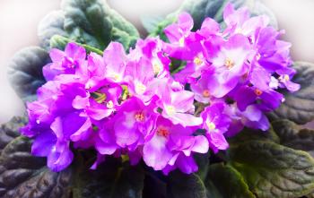 Vibrant violets on window flower background hd