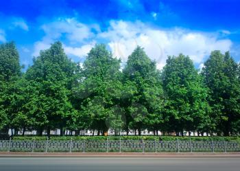 Multiple park trees in a row background