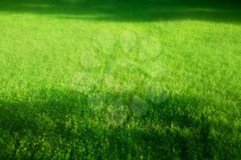 Illuminated green grass with shadows landscape background