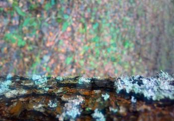 Horizontal tree trunk in moss object background
