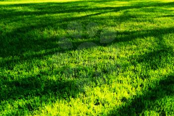 Horizontal green grass with tree shadows bokeh background