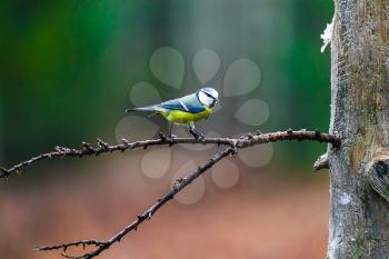 Blue Tit Bird sitting on a stump in a spring forest
