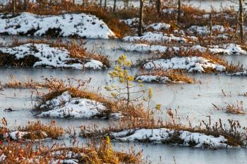 Small pine trees and orange swamp grass out of water in a winter time in Belarus