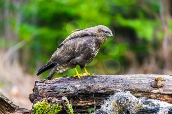 Common buzzard (Buteo buteo), bird of prey, standing in a forest in a spring day