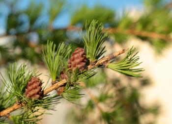 Larch branch with two fresh red cones