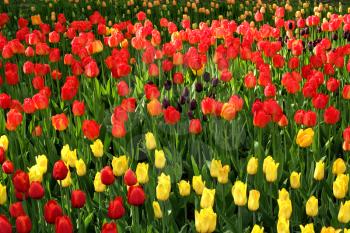 Different color tulips in the spring park 