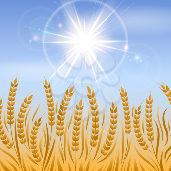 Field of wheat landscape. Vector agriculture background design