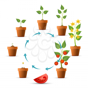 Plant growth stages. Tomato growing circle, seeds and sprout, branch leaves and tomatoes phases vector illustration