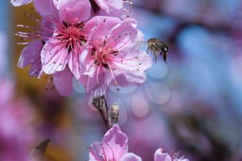Pollination of flowers by bees peach. White pear flowers is a source of nectar for bees. Pollination of fruit trees.