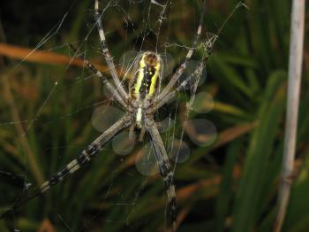 Argiopa Spider on the web. Arachnid predator.