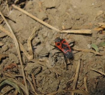 The image of red bugs in a native habitat. Spring nature fire bug red insects macro.