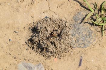Andrena bee at the entrance to its nest. Single Hymenoptera.