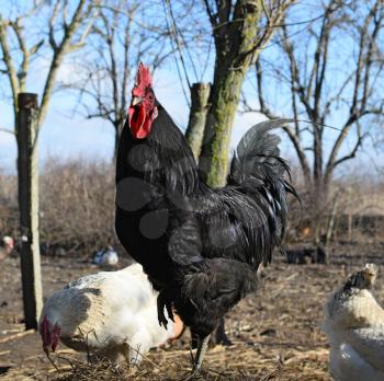 Black young cock. Content in backyard chicken farm.