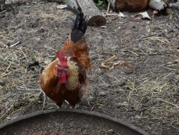 Chicken in a palm. Cultivation of domestic hens.