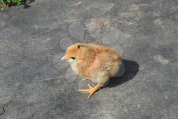 Red daily chicken. The maintenance of poultry in personal subsidiary farm.