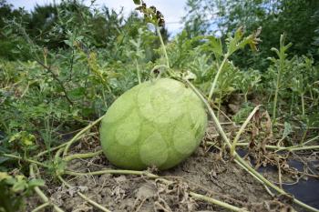 Watermelon with light and thick skin for good transportability. Growing melons.